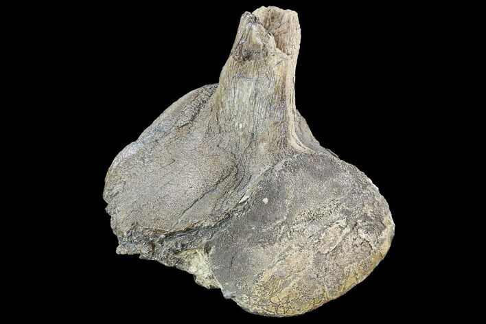 Mosasaur (Platecarpus) Vertebra - Kansas #91067